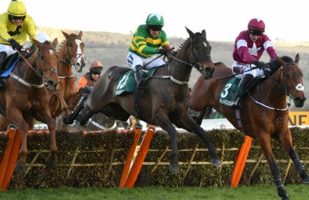 Saint Roi to miss Champion Hurdle confirms Mullins